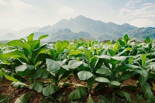 Cigar Tobacco Grown Outdoors