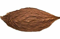 Everything You Need to Know About Fronto Leaf