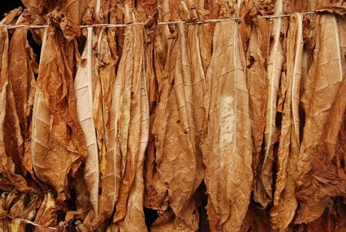 where did tobacco smoking originate History and Significance of Cigarettes and Tobacco where did tobacco smoking originate History and Significance of Cigarettes and Tobacco