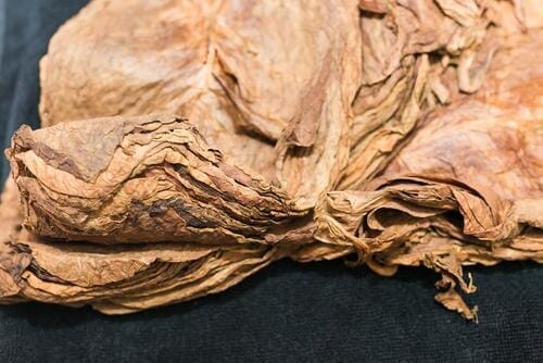 Tobacco Fermented
