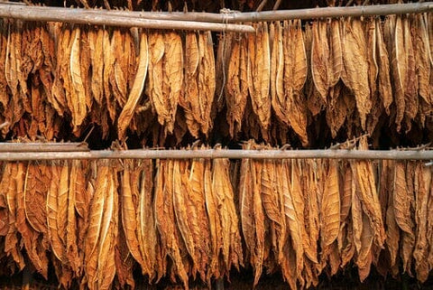 burley tobacco hanging on lines