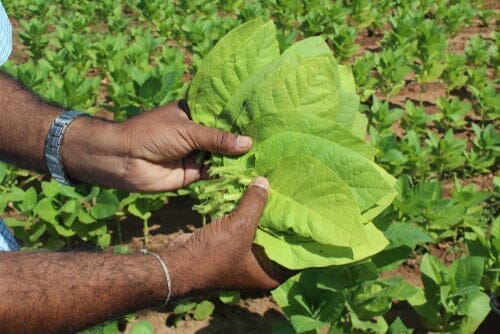 Katerini Tobacco fresh