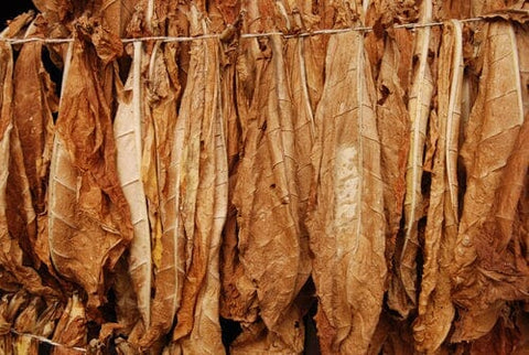 Virginia tobacco air drying on a line